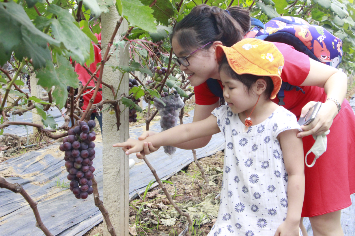 Sơn La: Vườn nho đầu tiên kết hợp phát triển kinh tế nông nghiệp với du lịch trải nghiệm (30/6/2020)
