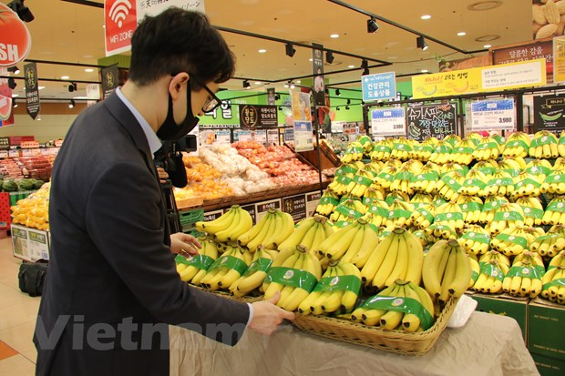 THỜI SỰ 12H TRƯA 16/6/2020: Chuối Việt Nam chính thức vào chuỗi siêu thị Lotte Hàn Quốc 