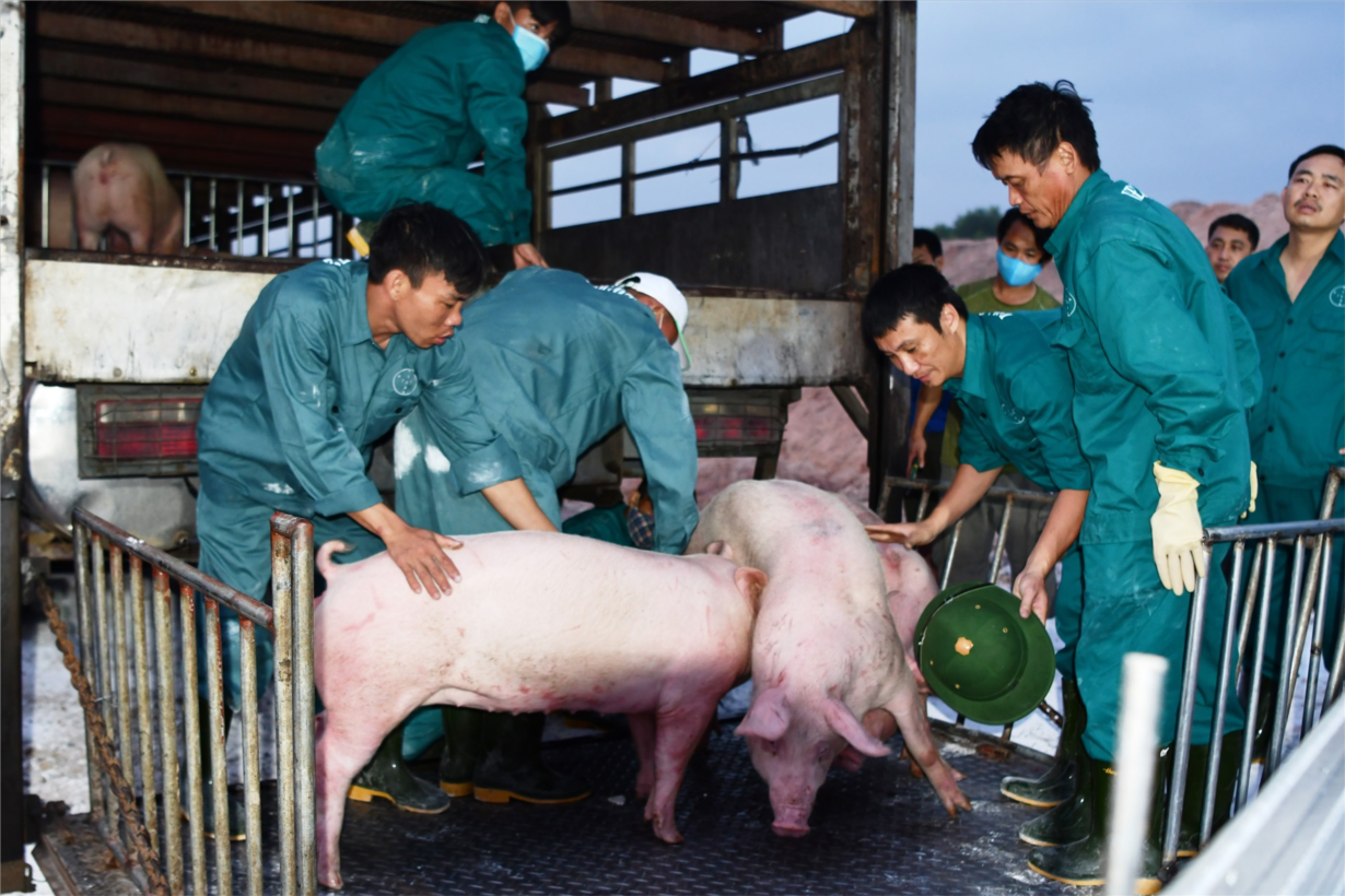 Lợn sống nhập từ Thái Lan về nhưng chưa tác động nhiều tới thị trường thịt lợn tại các chợ dân sinh (26/06/2020)