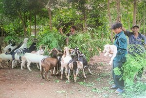 Các địa phương nhân rộng những mô hình hay, hỗ trợ nhau cùng xóa đói giảm nghèo (9/6/2020)