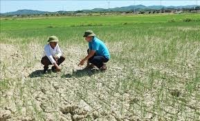 Hà Tĩnh: Nhiều diện tích nông nghiệp có nguy cơ mất trắng do hạn hán (28/6/2020)