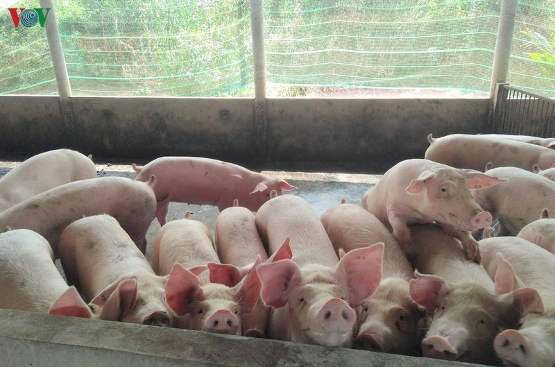 Lợn sống nhập khẩu từ Thái Lan: Từng bước bình ổn giá lợn thị trường trong nước (22/06/2020)