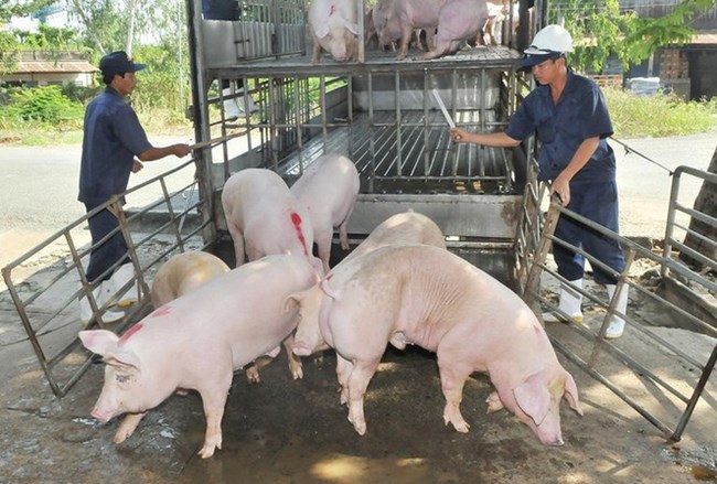 THỜI SỰ 21H30 ĐÊM 11/6/2020: Từ 12/6, các doanh nghiệp đủ điều kiện, được phép nhập khẩu lợn sống từ Thái Lan nhằm kéo giảm giá lợn trong nước