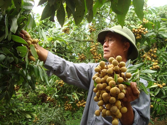 Nông nghiệp Hưng Yên với giải pháp “nâng tầm” giá trị nông sản (3/7/2020)