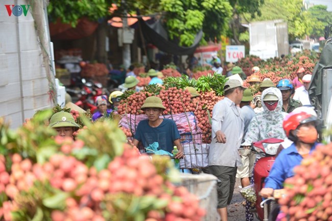 Vụ vải thiều 2020 ở Bắc Giang: Thành công trong khó khăn (16/7/2020)