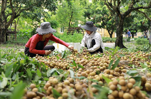 Nhãn lồng tìm đường xuất khẩu qua thương mại điện tử (18/8/2020)