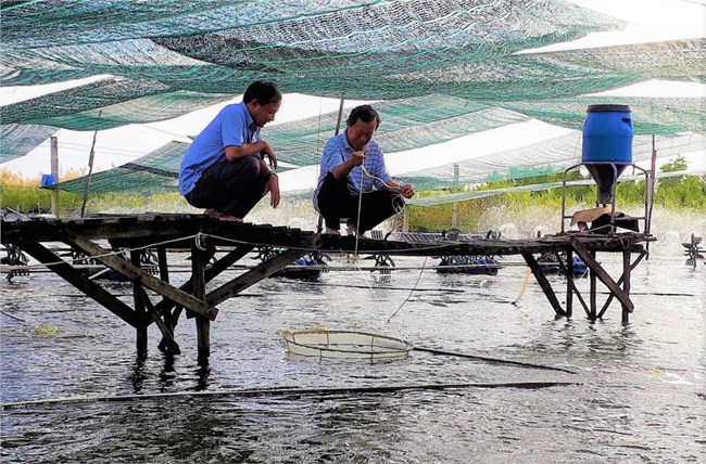 Cà Mau: Cải tiến các mô hình, tổ chức lại sản xuất để nuôi tôm hiệu quả (27/8/2020)