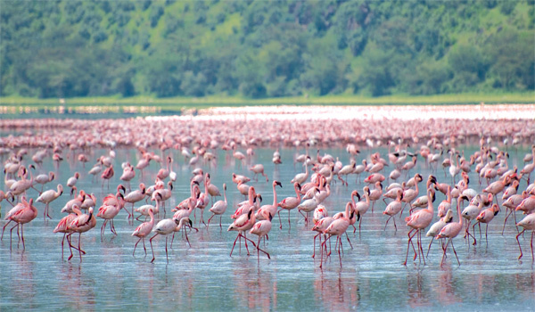 Kenya: Những đàn chim hồng hạc trở lại hồ Nakuru (8/9/2020)