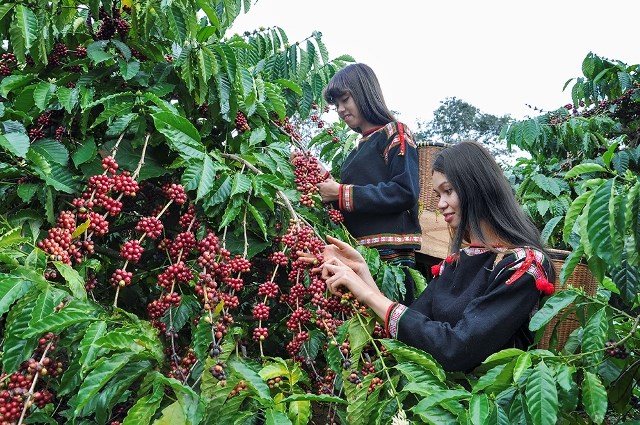 Hạnh phúc của những nông dân trồng cà phê ở Đắc Lắc (7/1/2021)

