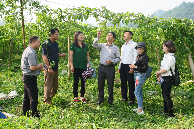 Những chính sách cần có để hỗ trợ sản xuất cho bà con nông dân tại Hòa Bình (19/10/2020)