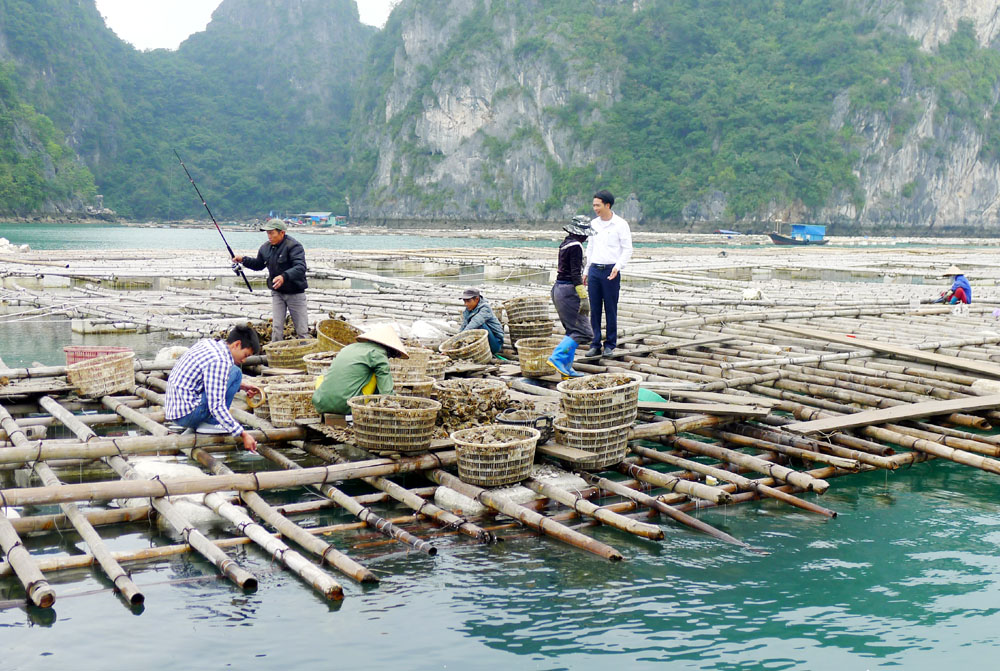 Nhân rộng mô hình điểm phát triển sản xuất tại Quảng Ninh (15/10/2020)