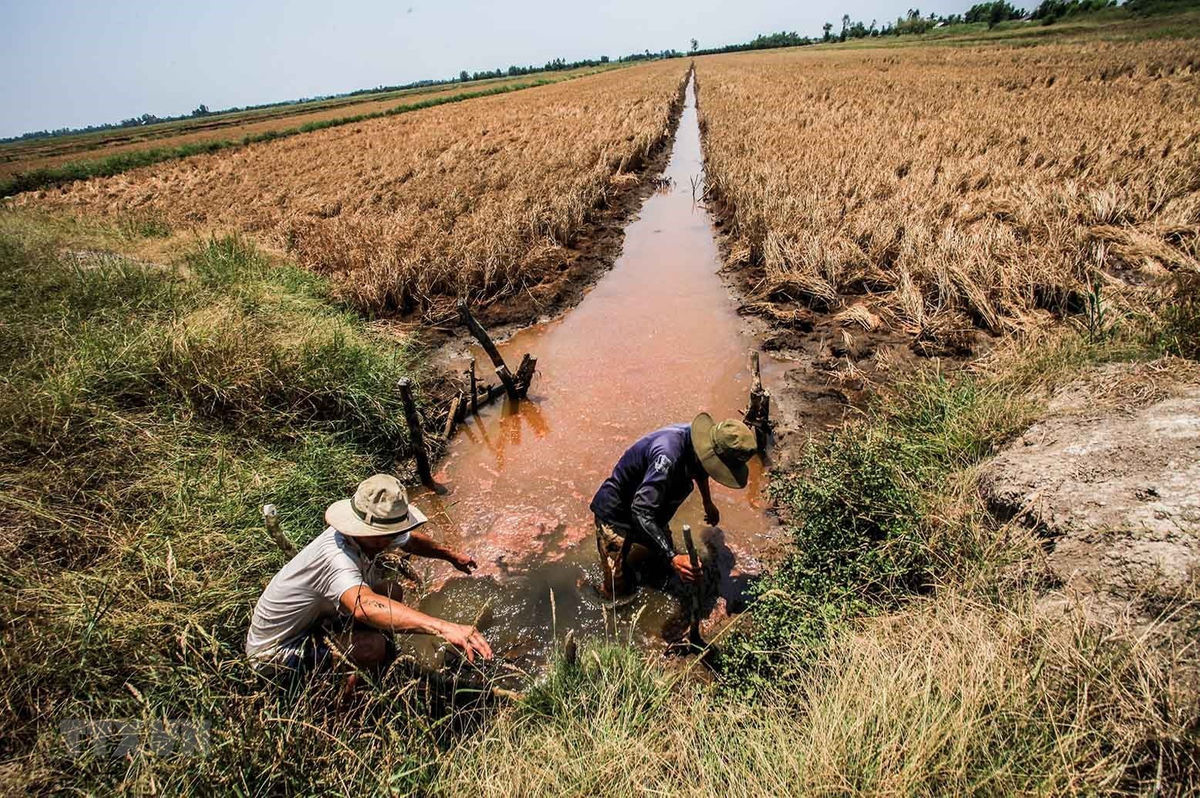 Các địa phương miền Nam lên kế hoạch sản xuất ứng phó hạn, mặn (04/10/2021)