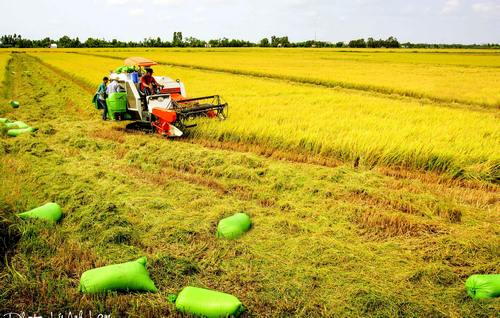 Sản xuất vụ Đông Xuân tập trung giảm giá thành (26/10/2021)