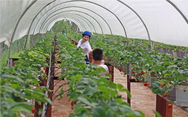 Nông nghiệp Đắc Nông tăng cường kết nối tiêu thụ sản phẩm để thích ứng với tình hình mới  (3/11/2021)