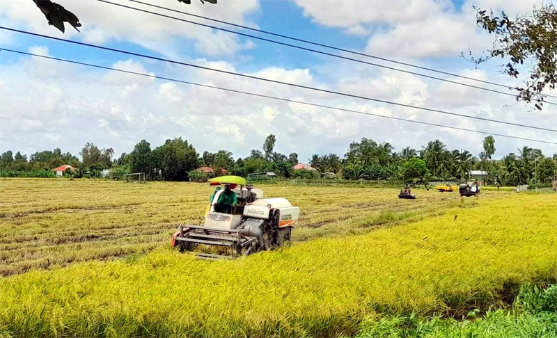 Giá vật tư phân bón tăng cao khiến người dân gặp khó trong vụ Đông Xuân (15/11/2021)