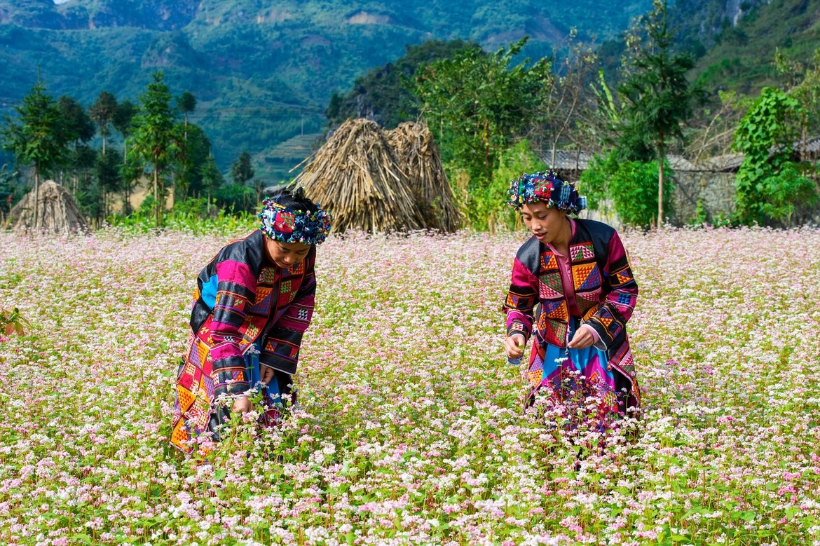 Rực rỡ sắc hoa Tam giác mạch ở Đồng Văn, Hà Giang (11/12/2021)