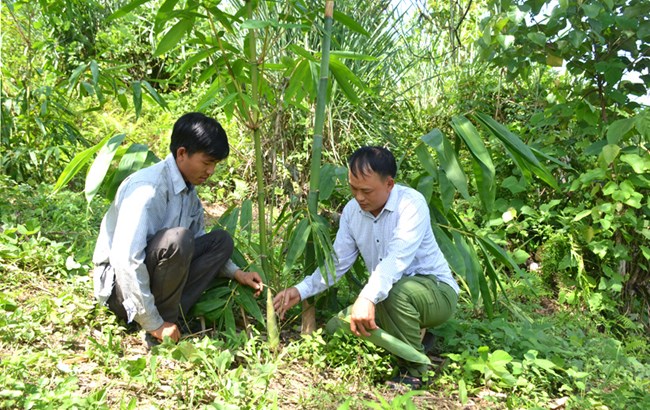 Trồng dược liệu dưới tán cây ăn quả -  cách “Lấy ngắn nuôi dài” hiệu quả ở vùng cao Lào Cai (17/12/2021)