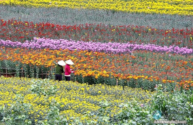 Làng hoa truyền thống Mê Linh, náo nức vào xuân (29/12/2021)