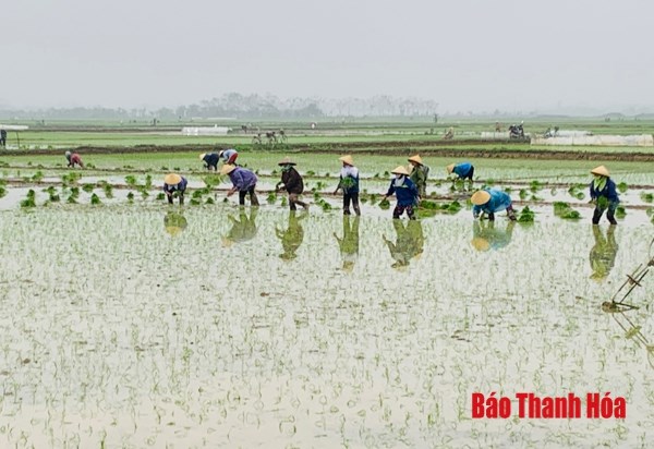 Thanh Hoá: sau Tết, nông dân nô nức xuống đồng gieo cấy vụ chiêm xuân (18/2/2021)