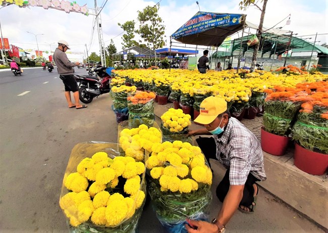 Chợ hoa Tết Cà Mau: Ít người mua bán nhưng vẫn nhộn nhịp (10/02/2021)