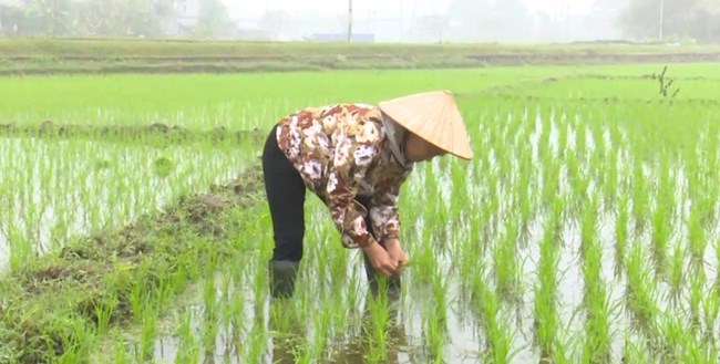 Thanh Hoá: sau Tết, nông dân nô nức xuống đồng gieo cấy vụ chiêm xuân (18/02/2021)