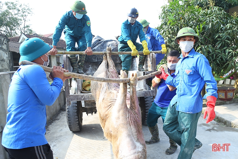 Hà Tĩnh: Huy động lực lượng thú y tự do tham gia phòng chống dịch (12/4/2021)