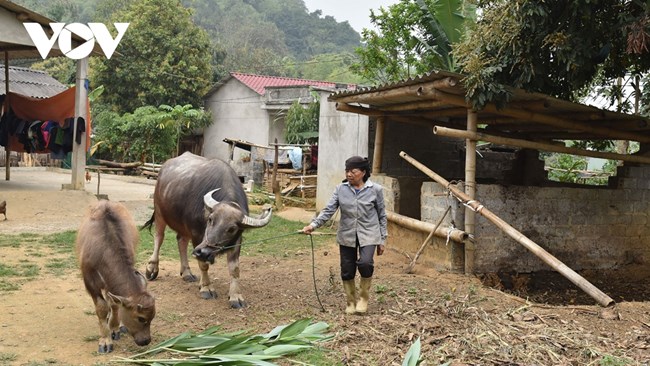 Nhiều hộ nghèo ở Bảo Thắng, Lào Cai, bán trâu giống sau khi được hỗ trợ (3/4/2021)