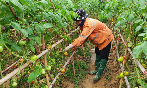 Sản xuất thực phẩm an toàn vì lợi ích người tiêu dùng (04/05/2021)