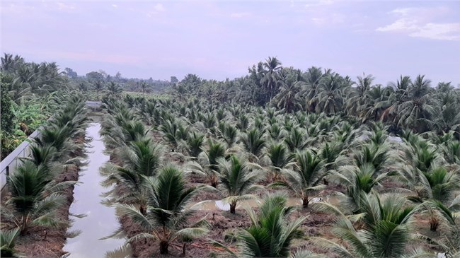 ĐBSCL: xuất hiện cơn “mưa vàng” giải khát cho hàng chục ha cây trồng (03/04/2021)