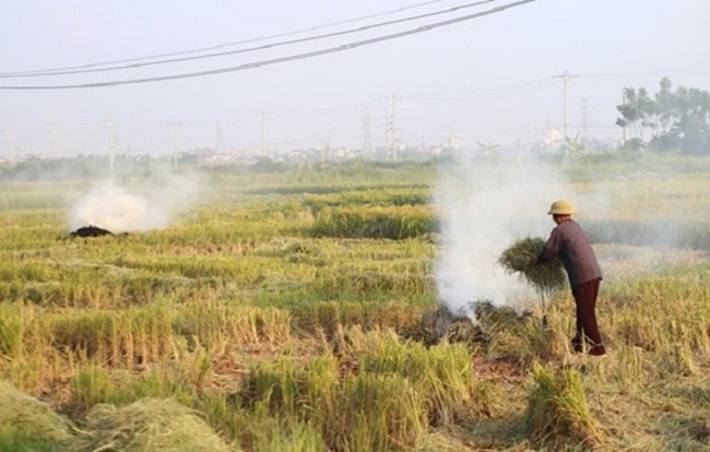 Các giải pháp hạn chế tình trạng đốt rơm rạ ở Hà Nội (17/06/2021)