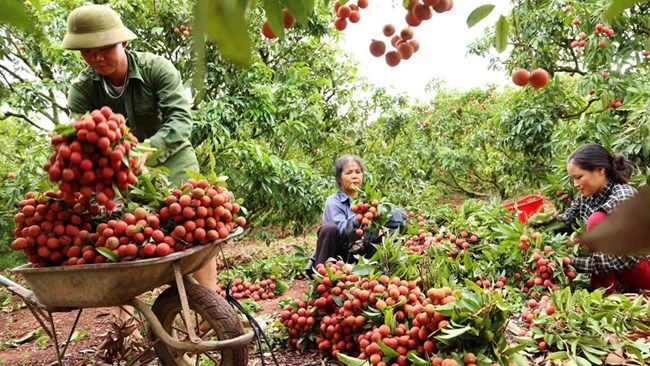 Dấu ấn hoạt động thương mại điện tử tại “Lễ hội vải thiều Bắc Giang 2021” (08/06/2021)