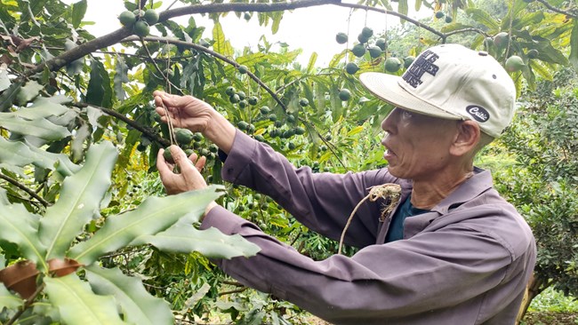 Lai Châu: Mắc ca - sản phẩm nông nghiệp đặc hữu trên vùng núi đá (14/7/2021)