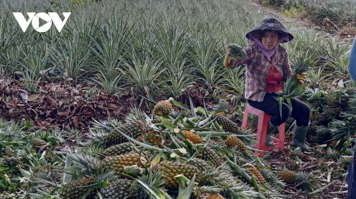 Tiền Giang: Không có giấy 