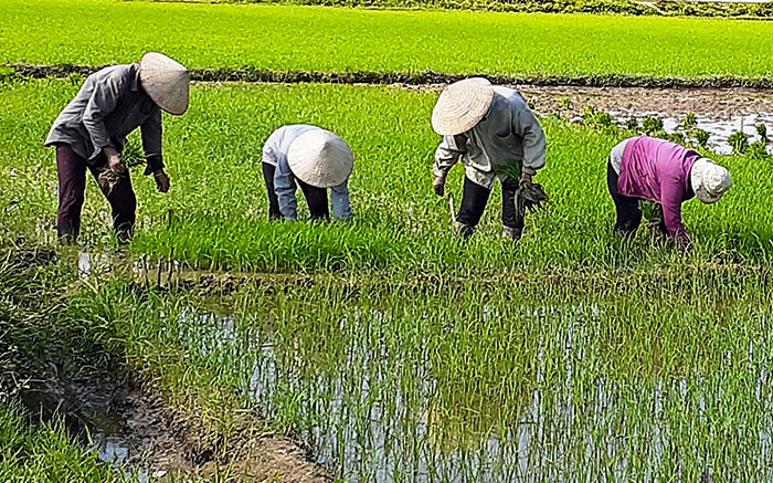 Cơ bản hoàn thành gieo cấy lúa hè thu, lúa vụ mùa ở phía Bắc (28/7/2021)