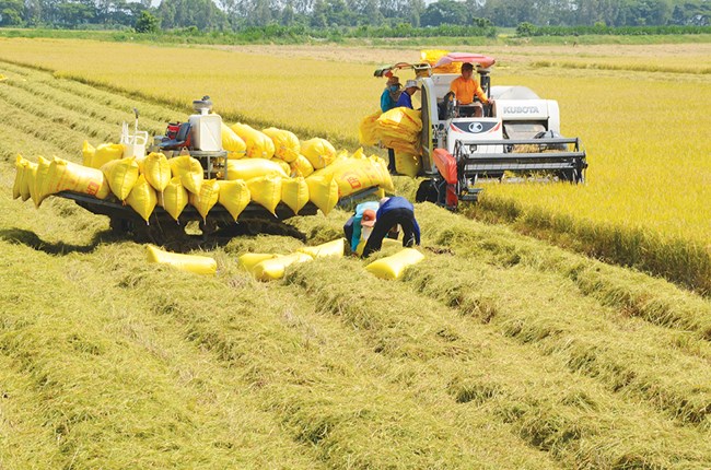 COVID 19: Sản xuất lúa ở ĐBSCL phải đảm bảo an ninh lương thực lâu dài (07/08/2021)