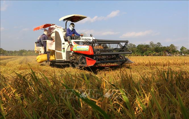 Cần liên kết vùng để tiêu thụ lúa gạo tại Đồng bằng Sông Cửu Long (25/08/2021)