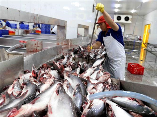 Ngành thủy sản Việt Nam sẽ chịu ảnh hưởng nặng nề nếu không sớm gỡ được thẻ vàng IUU (17/08/2021)