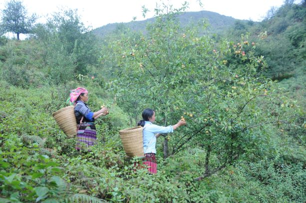 Sơn La: Khó khăn tìm đầu ra cho quả sơn tra ở vùng cao (25/9/2021)