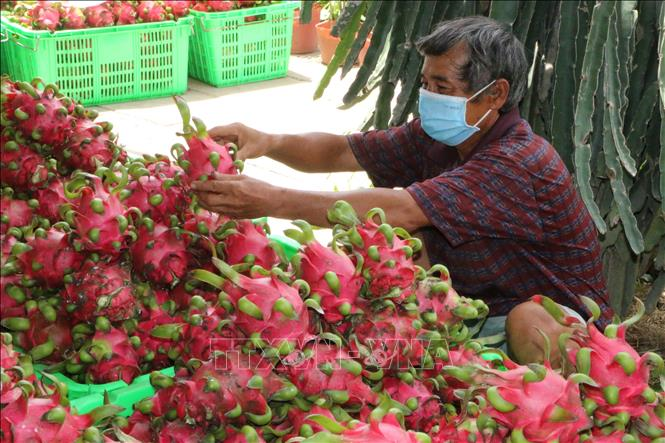 Sau gần 5 tháng tạm dừng, Thanh long được nối lại xuất khẩu qua Lào Cai (11/1/2022)