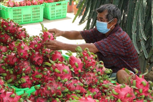 Sau gần 5 tháng tạm dừng, Thanh long được nối lại xuất khẩu qua Lào Cai (11/1/2022)