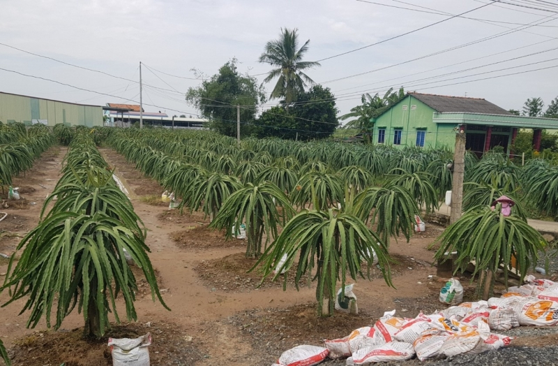 Tiền Giang: Xử lý triệt để việc dùng phân bón tươi ở vườn thanh long gây ô nhiễm môi trường (30/10/2022)