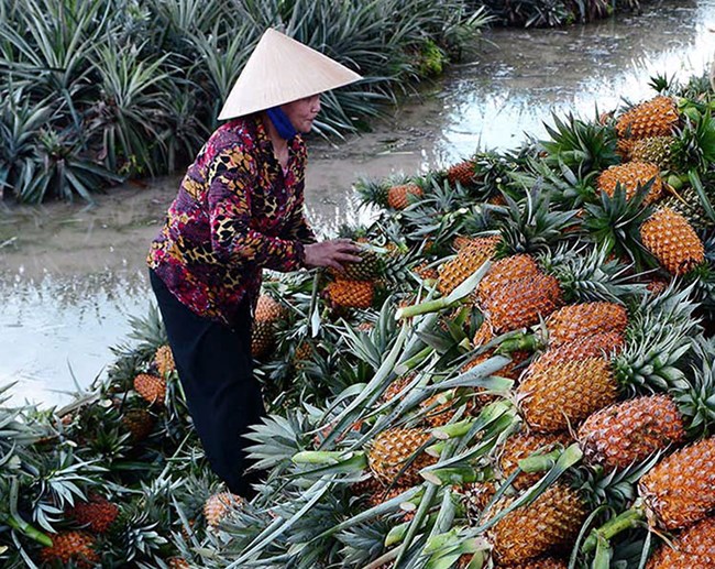 Tiền Giang: Tích cực bơm nước bảo vệ 16.000 ha khóm(dứa) vùng Đồng Tháp Mười (17/10/2022)
