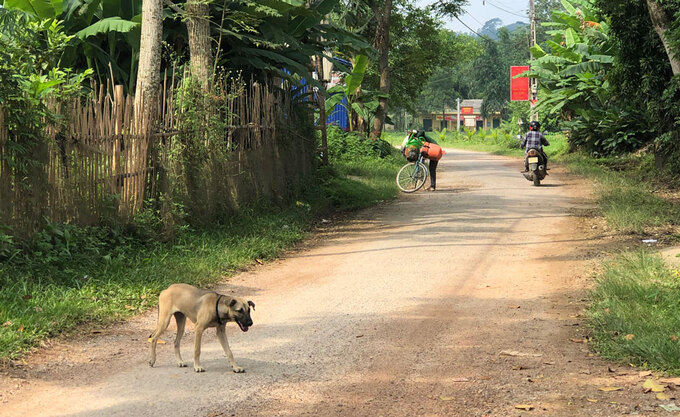 Vì sao bệnh dại bùng phát tại Bến Tre? (16/10/2022)