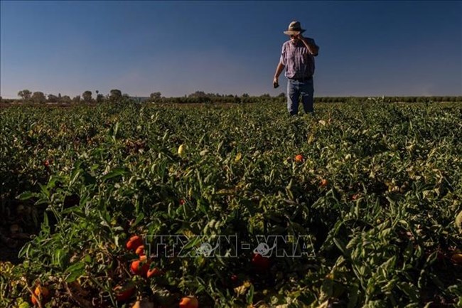 Mỹ: Hạn hán đe dọa ảnh hưởng đến ngành sản xuất cà chua của California (11/10/2022)