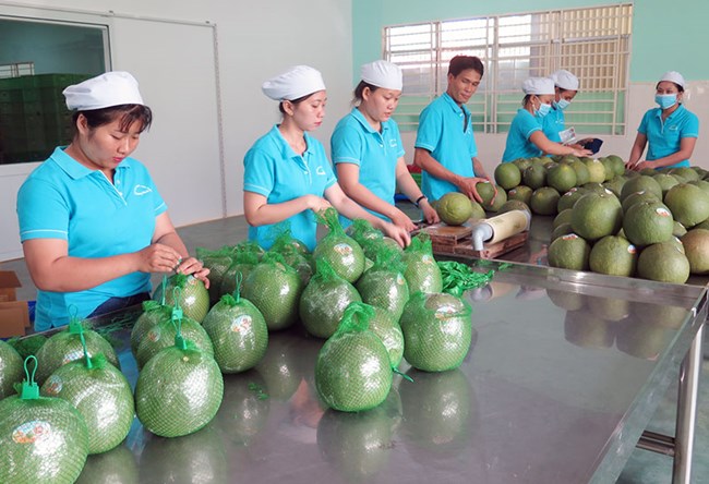   Ngày mai (28/11) Việt Nam xuất khẩu lô bưởi đầu tiên sang Hoa Kỳ (27/11/2022)