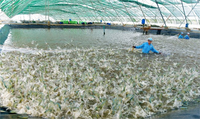 Nuôi tôm thẻ chân trắng thâm canh theo hướng an toàn sinh học (16/11/2022)