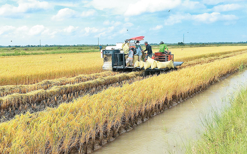 Xây dựng thị trường bền vững cho nông sản - nhìn từ việc hàng nghìn tấn lúa sạch ST24, ST25 Cà Mau chưa có đầu ra (02/12/2022)