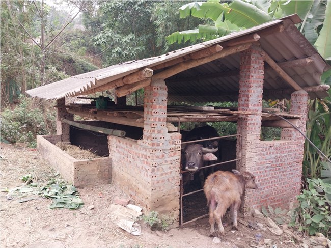 Bát Xát - Lào Cai: Tập trung chống rét cho đàn gia súc (26/12/2022)