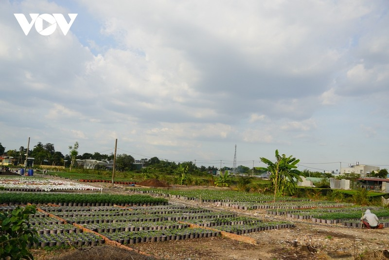 Người trồng hoa Tết ở TP.HCM lao đao vì mưa nắng thất thường (27/12/2022)