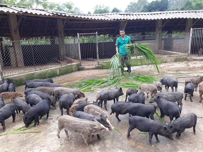 Bắc Kạn: Ông chủ trang trại chăn nuôi – Dịch bệnh vẫn thu tiền tỷ (09/2/2022)